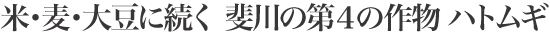 米・麦・大豆に続く 斐川の第４の作物 ハトムギ