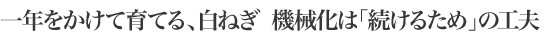 一年をかけて育てる、白ねぎ
機械化は「続けるため」の工夫